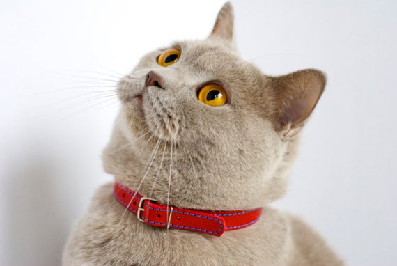 Collars for Cats
