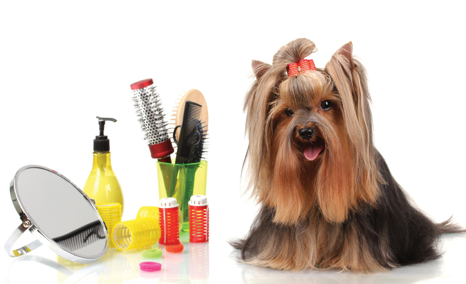Grooming Products for Dogs