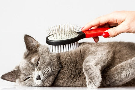 Grooming Products for Cats
