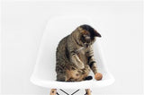 Eco-Friendly Cat Ball Toys - PetProductDelivery.com