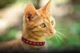 Athens Cat Collar